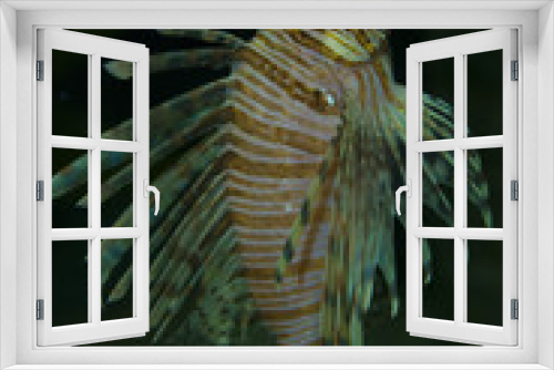 Fototapeta Naklejka Na Ścianę Okno 3D - A lion fish swims in its natural habitat.