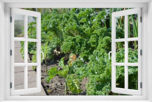 Fototapeta Naklejka Na Ścianę Okno 3D - Kale in the garden