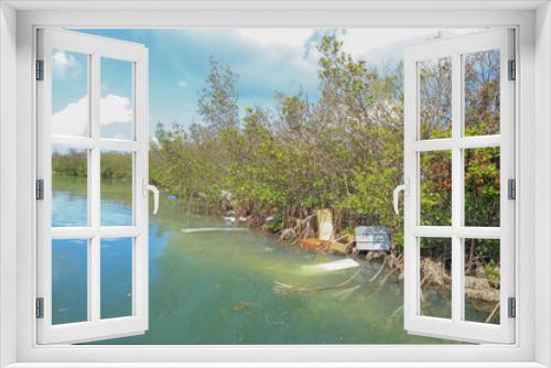 Fototapeta Naklejka Na Ścianę Okno 3D - Debris in Mangroves after Hurricane Irma