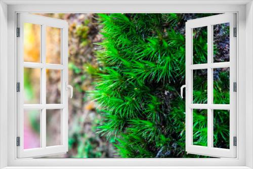 Fototapeta Naklejka Na Ścianę Okno 3D - Green moss background, Tree With Green Moss. Background and sunlight
