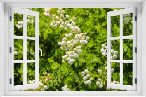 Fototapeta Naklejka Na Ścianę Okno 3D - Mountain tea herbs Achillea Millefolium - Yarrow plant