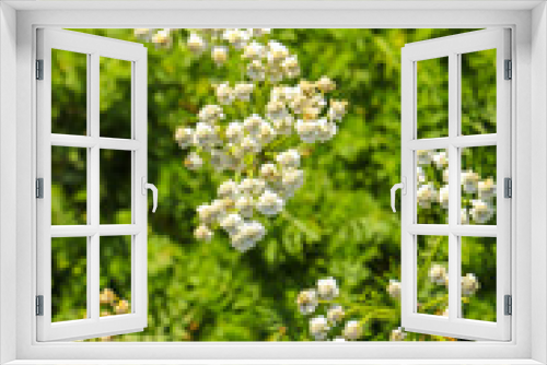 Fototapeta Naklejka Na Ścianę Okno 3D - Mountain tea herbs Achillea Millefolium - Yarrow plant