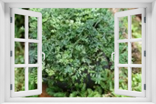 Fototapeta Naklejka Na Ścianę Okno 3D - fresh green fern in nature garden