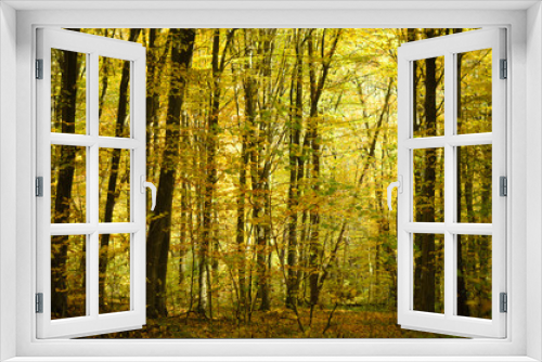 Fototapeta Naklejka Na Ścianę Okno 3D - Gold autumn trees in the forest
