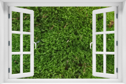 Fototapeta Naklejka Na Ścianę Okno 3D - Green moss Dicranum scoparium