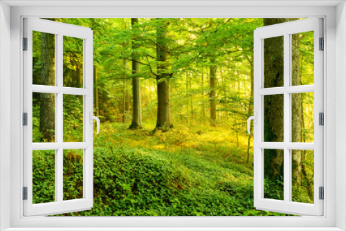 Fototapeta Naklejka Na Ścianę Okno 3D - Unberührter Wald im warmen Licht der Morgensonne