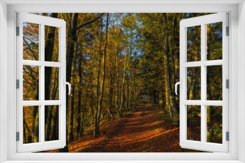 Fototapeta Naklejka Na Ścianę Okno 3D - Sous-bois en automne