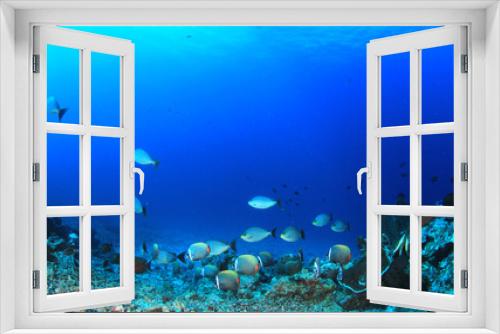 Fototapeta Naklejka Na Ścianę Okno 3D - Underwater coral reef and tropical fish in ocean