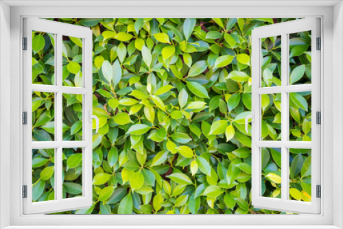 Fototapeta Naklejka Na Ścianę Okno 3D - Zoom shot of green trees