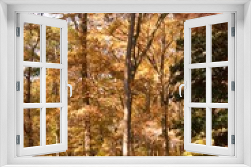 Fototapeta Naklejka Na Ścianę Okno 3D - Tree, Virginia Beach, botanical garden, autumn