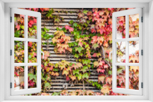 Fototapeta Naklejka Na Ścianę Okno 3D - Herbstlaub an Fassade