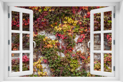 Fototapeta Naklejka Na Ścianę Okno 3D - Herbstlaub an Fassade