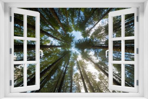 Fototapeta Naklejka Na Ścianę Okno 3D - Towering Fir Trees in Oregon Forest State Park USA America