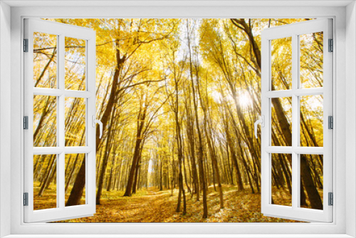 Fototapeta Naklejka Na Ścianę Okno 3D - Forest in sunlight with yellow trees leaves. autumn forest in sunlight