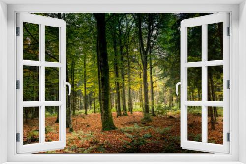 Fototapeta Naklejka Na Ścianę Okno 3D - Herbstwald 2
