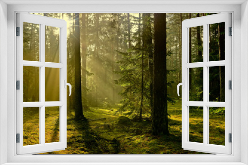 Fototapeta Naklejka Na Ścianę Okno 3D - jesień w lesie