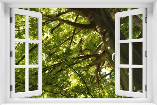 Fototapeta Naklejka Na Ścianę Okno 3D - Majestic trees in the garden