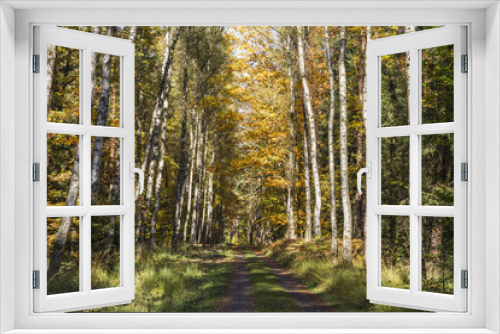 Fototapeta Naklejka Na Ścianę Okno 3D - Road through the autumn forest