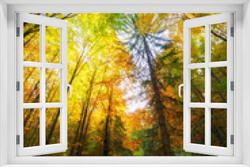 Fototapeta Naklejka Na Ścianę Okno 3D - View up on autumn forest