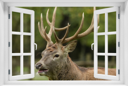 Fototapeta Naklejka Na Ścianę Okno 3D - Beautiful stag with great antlers on green meadow
