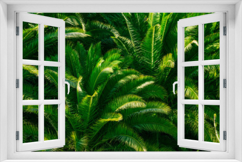 Fototapeta Naklejka Na Ścianę Okno 3D - palm keaves background