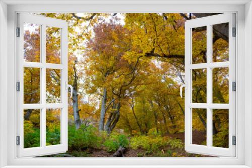 Fototapeta Naklejka Na Ścianę Okno 3D - Beautiful autumn forest 14