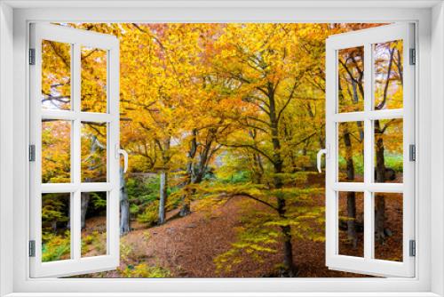 Fototapeta Naklejka Na Ścianę Okno 3D - Beautiful autumn forest 9