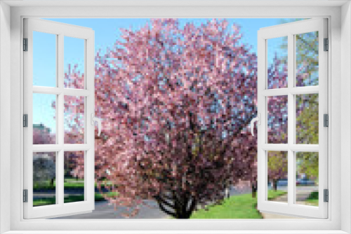 Fototapeta Naklejka Na Ścianę Okno 3D - Kwitnące drzewo