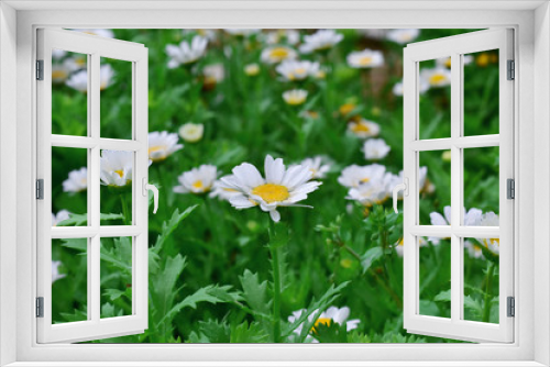 Fototapeta Naklejka Na Ścianę Okno 3D - daisy flowers. selective focus