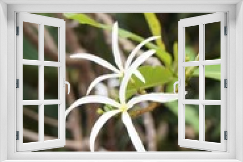 Fototapeta Naklejka Na Ścianę Okno 3D - spider frangipani flower in nature garden