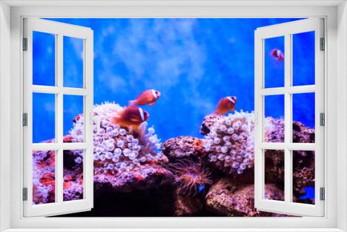 Fototapeta Naklejka Na Ścianę Okno 3D - Amphiprion (Western clownfish (Ocellaris Clownfish, False Percula Clownfish)) is in anemone. Thailand.