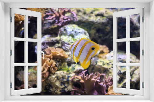 Fototapeta Naklejka Na Ścianę Okno 3D - Copperband butterflyfish Thailand underwater