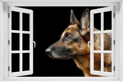 Fototapeta Naklejka Na Ścianę Okno 3D - Portrait of a dog, German Shepherd