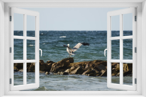 Fototapeta Naklejka Na Ścianę Okno 3D - Caribbean Pelikan