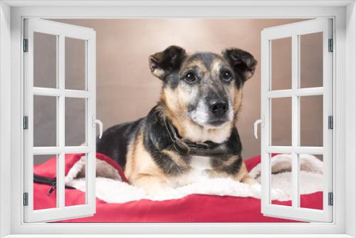 Fototapeta Naklejka Na Ścianę Okno 3D - Cute Corgi dog relaxing in a comfy bed 