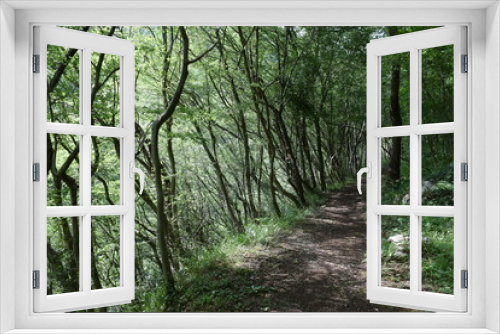 Fototapeta Naklejka Na Ścianę Okno 3D - forest  pathway sentiero nel bosco