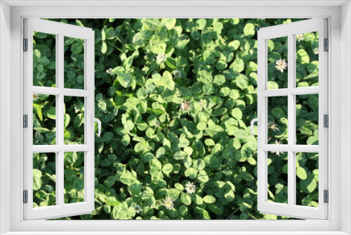 Fototapeta Naklejka Na Ścianę Okno 3D - A clover field