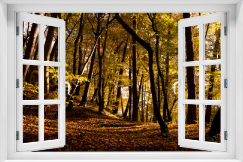 Fototapeta Naklejka Na Ścianę Okno 3D - forest ground