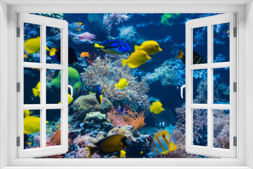 Fototapeta Naklejka Na Ścianę Okno 3D - Underwater scene. Coral reef, colorful fish groups