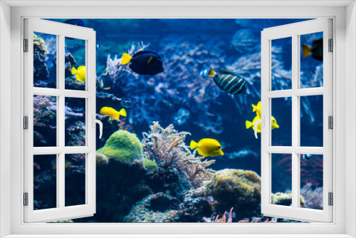 Fototapeta Naklejka Na Ścianę Okno 3D -  tropical Fish. Underwater world landscape