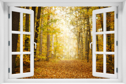 Fototapeta Naklejka Na Ścianę Okno 3D - Autmn Forest