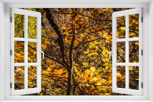 Fototapeta Naklejka Na Ścianę Okno 3D - Beautiful autumn beech forest