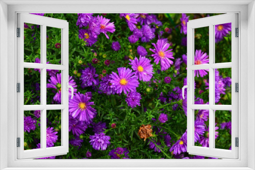 Fototapeta Naklejka Na Ścianę Okno 3D - Kwiaty - astry