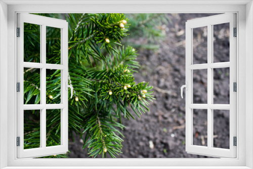 Fototapeta Naklejka Na Ścianę Okno 3D - The pine green boughs in the forest