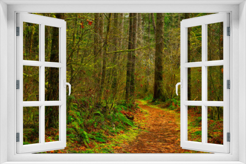 Fototapeta Naklejka Na Ścianę Okno 3D - a picture of an Pacific Northwest forest trail