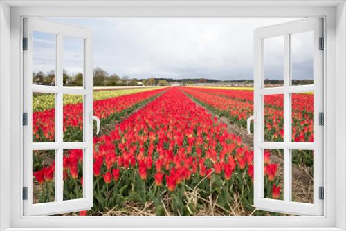 Fototapeta Naklejka Na Ścianę Okno 3D - Tulip fields of the Bollenstreek, South Holland, Netherlands