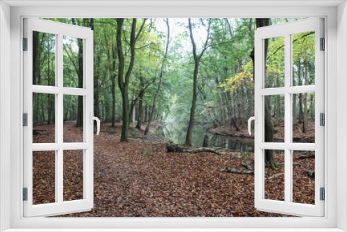 Fototapeta Naklejka Na Ścianę Okno 3D - Veluwe forest in autumn