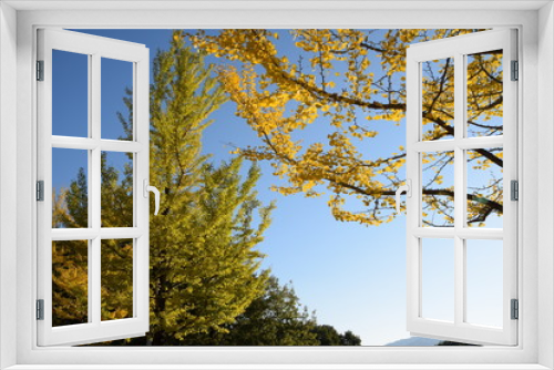 Fototapeta Naklejka Na Ścianę Okno 3D - イチョウの木と空