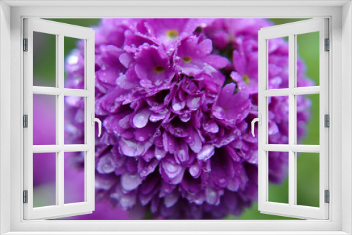 Fototapeta Naklejka Na Ścianę Okno 3D - Lilac Dahlia flower in rain.
