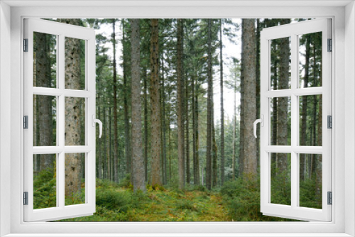 Fototapeta Naklejka Na Ścianę Okno 3D - Amazing forest trees with amazing light.